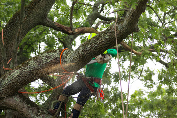 Professional Tree Care in Brownfield, TX